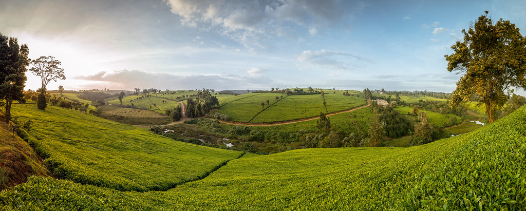 limuru land